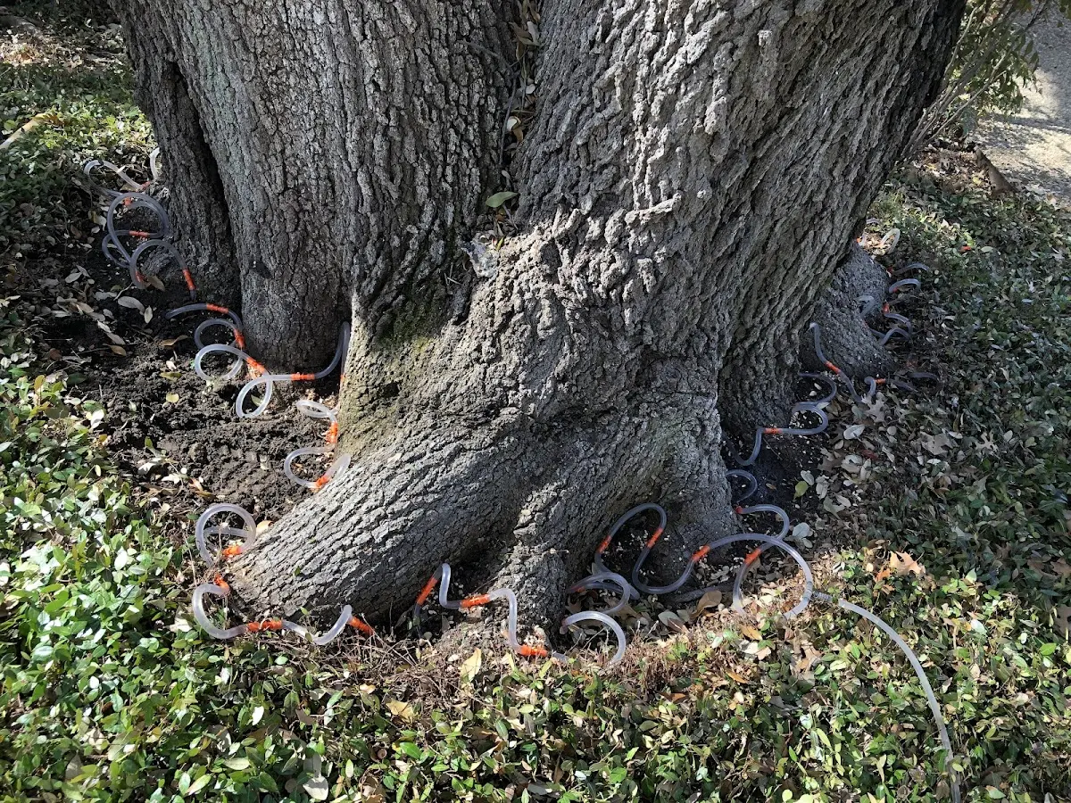 Detailed Tree Cabling and Bracing job site in Fruitland
